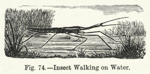 Insecte marchant sur l