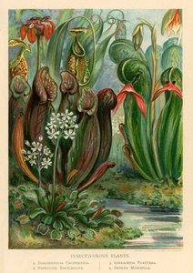 Plantes insectivores