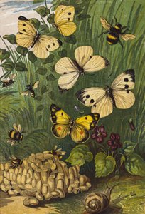 Insectes (lithographie couleur) - English School