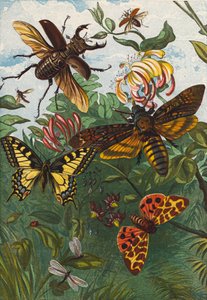 Insectes (lithographie couleur) - English School