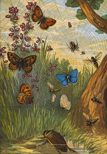Insectes (lithographie couleur) - English School
