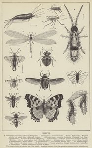 Insectes (gravure) - English School