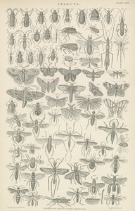 Insectes (gravure) - English School