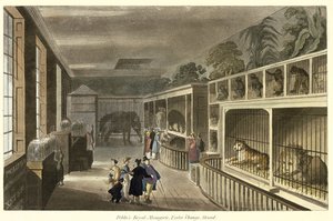 Vue intérieure de la ménagerie royale de Polito, Exeter Change, Strand, 1812