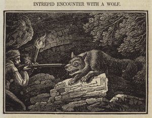 Rencontre intrépide avec un loup - English School