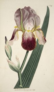 Iris Sambucina (Iris parfumé au sureau), du The Botanical Magazine or Flower Garden Displayed, pub. 1792 (gravure colorée à la main)