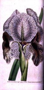 Iris susiana - English School
