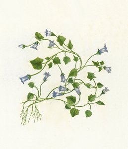 Campanule à feuilles de lierre, Campanula Hederacea - English School