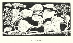 Lierre (gravure) - English School