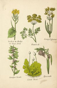 Alliaire, Ciguë, Cyperus long, Genévrier, Hépatique, Jacinthe - English School