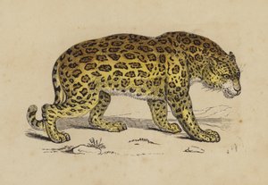 Jaguar - English School