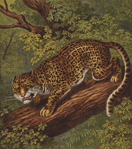 Jaguar - English School