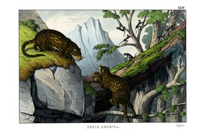 Jaguar - English School