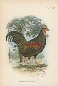 Coq de jungle javanais - English School