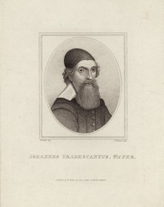 Johannes Tradescant le Père - English School