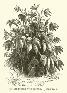 Jonas sous le ricin, Jonas, iv, 6 (gravure) - English School
