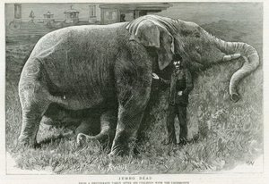 Jumbo, mort - English School