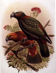 Perroquet Kaka et variété Kaka-Kura de 