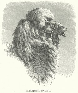 Chameau Kalmuck (gravure) - English School