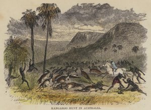 Chasse au kangourou en Australie