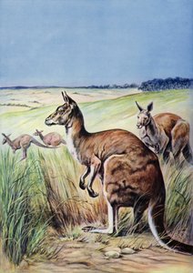 Kangourous, Australie (lithographie en couleur) - English School