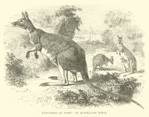 Kangourous chez eux, une scène australienne - English School