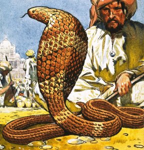 Cobra royal