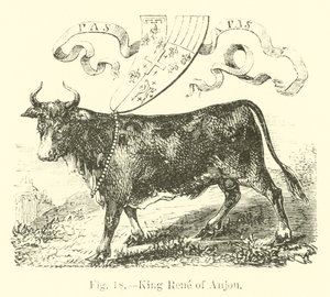 Roi René d