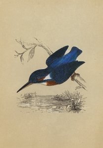 Martin-pêcheur (lithographie en couleur)