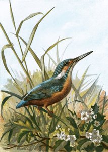 Martin-pêcheur