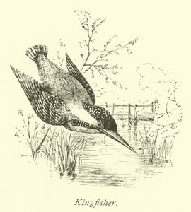 Martin-pêcheur