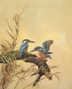 Martins-pêcheurs, vers 1890 - English School