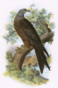 Cerf-volant - English School