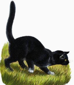 Chaton - English School