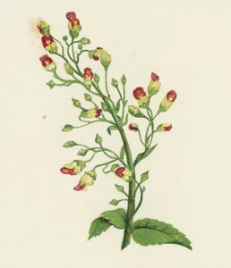 Scrofulaire noueuse, Scrophularia Nodosa - English School