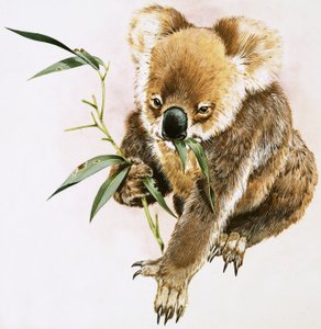 Koala - English School