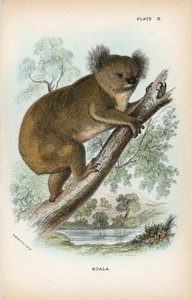 Koala - English School