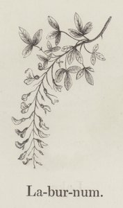 Laburnum (gravure) - English School