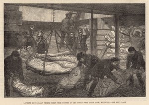 Déchargement de viande congelée australienne au South West India Dock, Millwall - English School