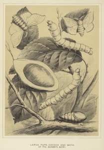 Larve, chrysalide, cocon et papillon du Bombyx mori - English School