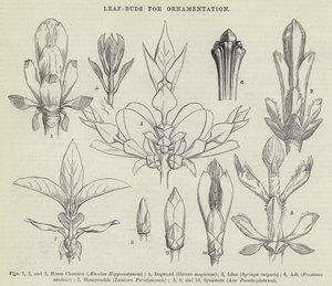 Bourgeons de Feuilles pour Ornementation - English School