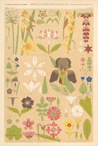 Feuilles et fleurs de la nature - English School