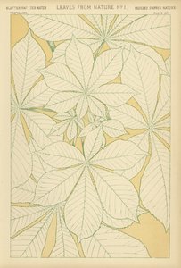 Feuilles de la nature - English School