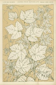 Feuilles de la nature - English School