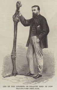 Patte du Dinornis, ou oiseau géant de Nouvelle-Zélande - English School
