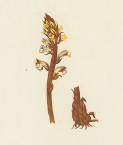 Petite Orobanche, Orobanche Minor