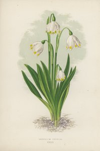 Leucojum Vernum - English School