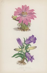 Lewisia Rediviva; Campanula Longifolia - English School