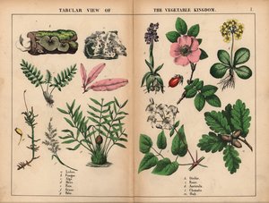 Lichen, champignon, algue, mousse, fougère, herbe, palmier, orchidée, rose, auricule, clématite et chêne, de 