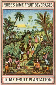 Plantation de fruits de lime - English School